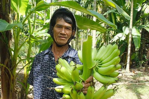 Quảng Ngãi: Suy giảm diện tích trồng chuối ngự 'tiến vua'