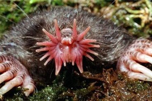 Kinh ngạc những chiếc mũi 'chẳng giống ai' trong thế giới động vật