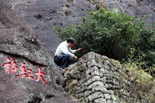 Loài cây 'quốc bảo' của Trung Quốc, được mua bảo hiểm hơn trăm tỷ