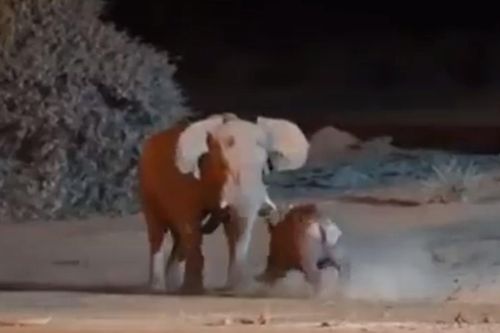 Video giao tranh ác liệt giữa hai gã khổng lồ voi và tê giác