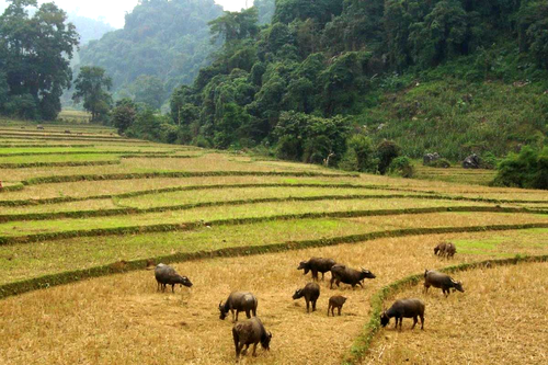 Cảnh báo nguy cơ lây lan bệnh Nhiệt thán ở các tỉnh phía Bắc