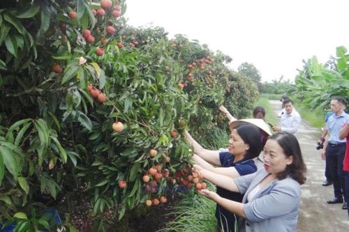 Quả vải Hải Dương ngày càng nâng tầm giá trị, 'bay cao bay xa hơn'