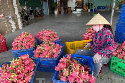Thanh long Bình Thuận, mận Sơn La là mặt hàng chiến lược