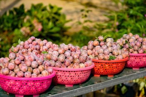 Mùa mận chín Nà Tấu