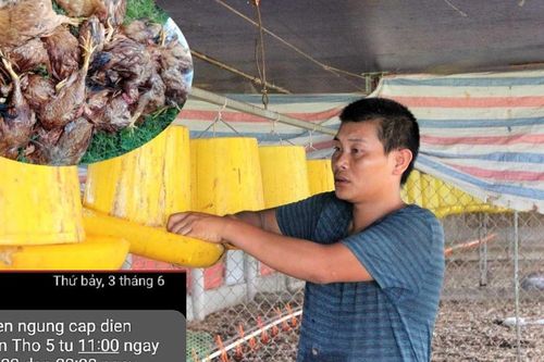 Cắt điện đột ngột, nghìn con gà lăn ra chết, chủ trại thất thần lâm nợ