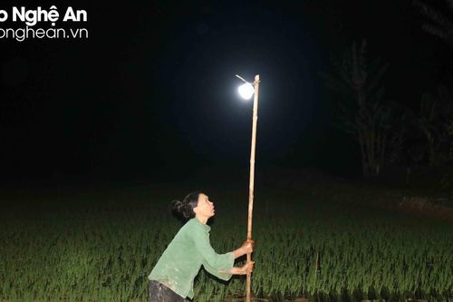 Nông dân Nghệ An đội đèn nhổ mạ, cấy lúa đêm tránh nắng