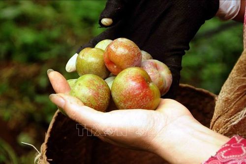 Mận Sơn La sẽ được đưa vào suất ăn hàng không Việt Nam