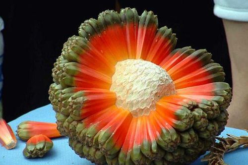 Cây dứa dại có tác dụng gì?