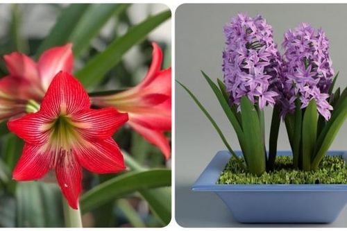 7 loại cây cảnh 'đẹp mà độc' không nên trồng trong nhà