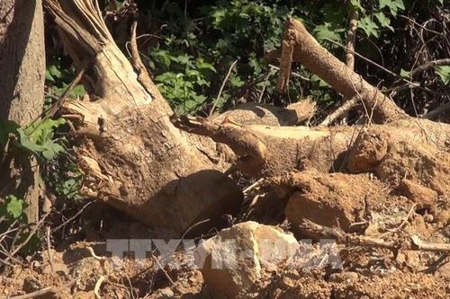 EU ban hành quy định mới với một số sản phẩm liên quan đến phá rừng và suy thoái rừng