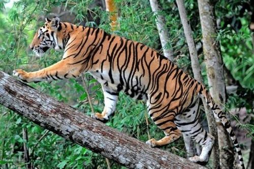 Sơn La: Cảnh báo khẩn tới người dân khi phát hiện 2 cá thể hổ