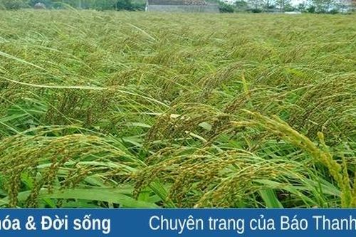 Nếp hạt cau Lộc Thịnh