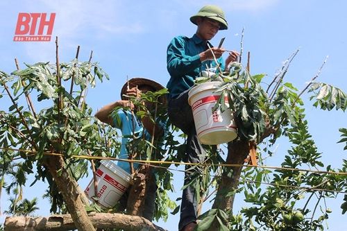 Ứng dụng kỹ thuật ghép cành - giải pháp 'trẻ hóa' cây ăn quả