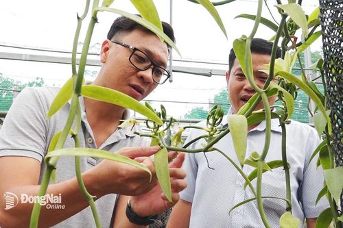 Vườn cây vani thành công đầu tiên tại Đồng Nai