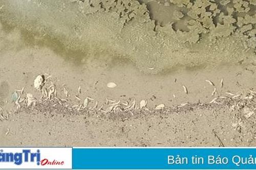 Vĩnh Sơn: Hơn 109 ha diện tích tôm nuôi bị chết