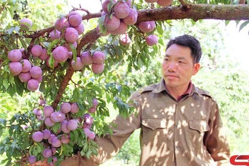 Đặc sản mận hậu bản Dầu