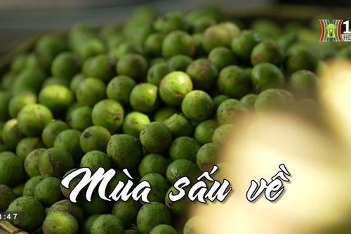Mùa sấu về| Nhịp sống Hà Nội| 10/06/2023