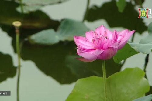 Vẻ đẹp sen hồ Tây đầu mùa