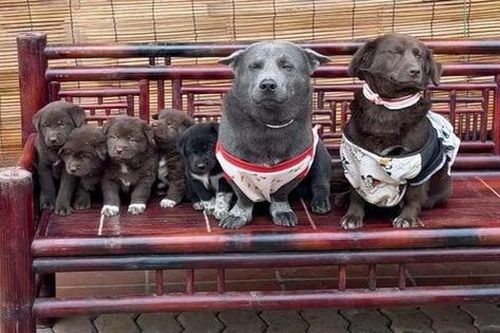 Cuộc sống hiện tại gây bất ngờ của chú chó tên Dúi từng nổi đình đám toàn thế giới sau 3 năm