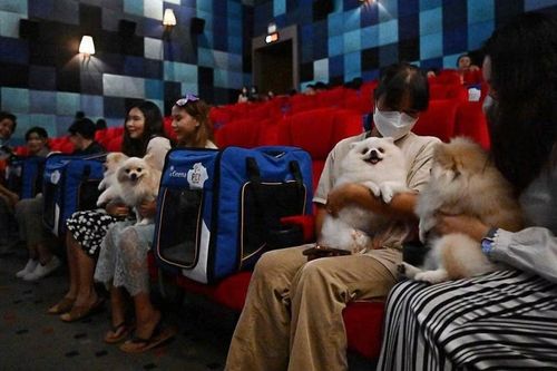 Rạp ở Thái Lan cho phép chó, mèo xem phim cùng người