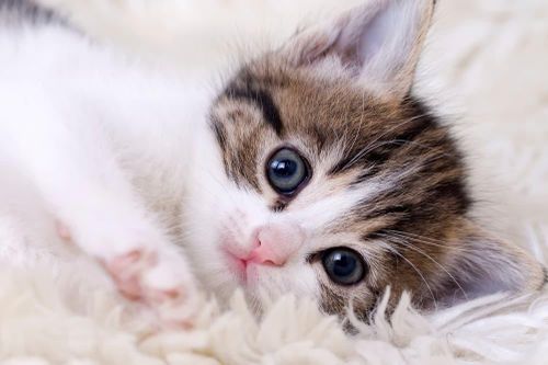 Tìm ra cách triệt sản mèo cái không cần phẫu thuật