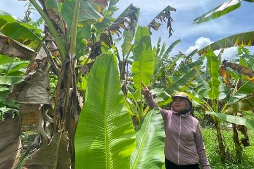 Thủ phủ chuối 'tiến vua' đối diện nguy cơ xóa sổ