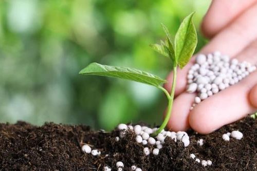 Vi phạm hành chính về phân bón bị phạt tới 200 triệu đồng