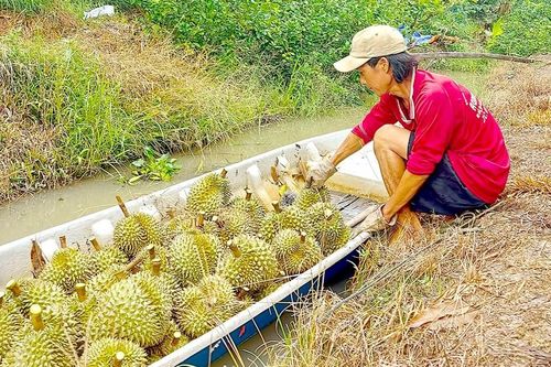 ĐBSCL vào mùa thu hoạch rộ trái cây