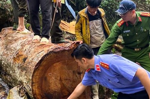 Tạm giữ 8 đối tượng phá rừng phòng hộ ở Lai Châu