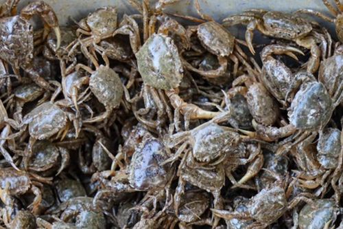 Nấm mối 1 triệu đồng/kg, cua đồng không có hàng để bán