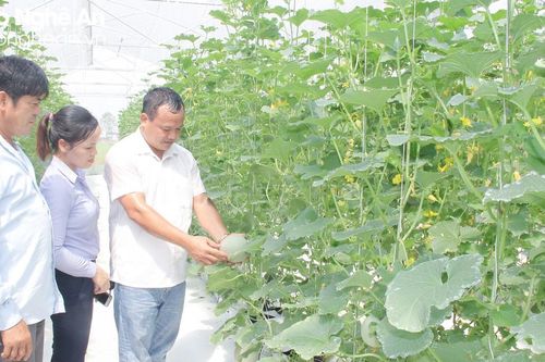 Nhiều cách làm trong phát triển cây trồng hàng hóa ở Thanh Chương