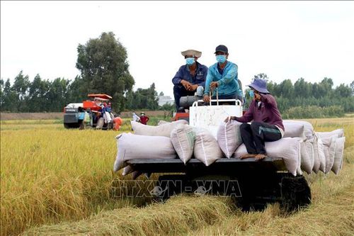 Thị trường nông sản: Giá gạo tăng/giảm tùy loại