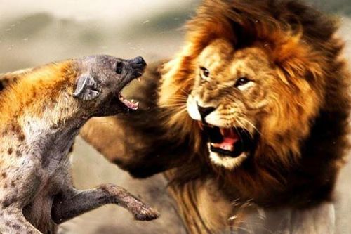 Tại sao sư tử và linh cẩu luôn tỏ ra bất hòa với nhau?