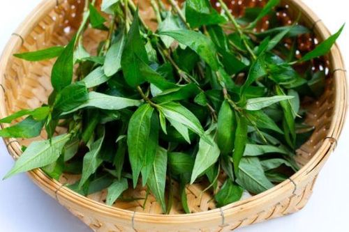 Những tác hại của rau răm ít người biết