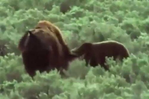 Clip: Bò rừng bison bất lực nhìn gấu ăn thịt con