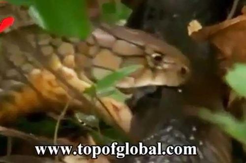 Clip: Hổ mang chúa hạ sát rắn mamba đen trong 'một nốt nhạc'