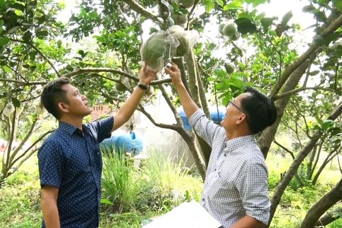 Làm vườn hữu cơ, thu nhiều lợi ích