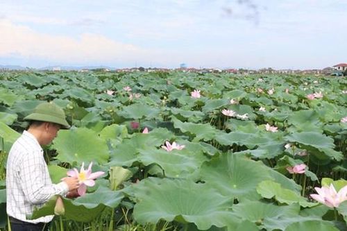 Trồng sen trên đất Thành Sen