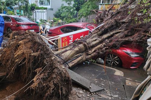 Cây xanh bật gốc đè ôtô ở TP.HCM