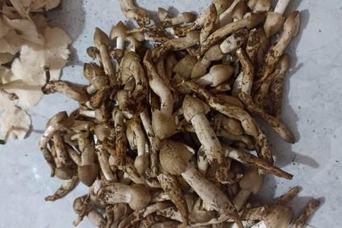 Mùa săn... lộc trời
