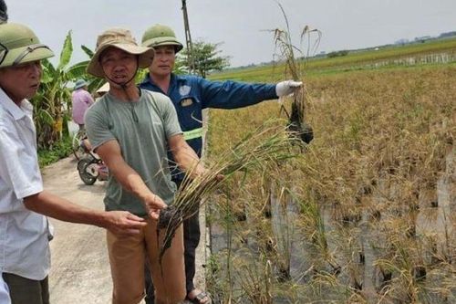 Thái Bình lấy mẫu đất, nước khu vực canh tác 162ha lúa phát triển kém, tỷ lệ hạt lép cao