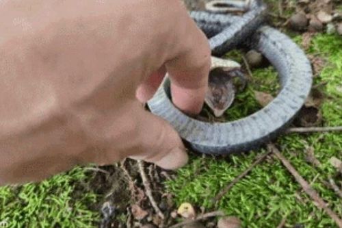 Thợ săn lật tẩy chiêu trò của rắn mũi hếch: Giả chết săn mồi