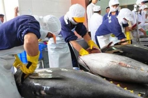 Xuất khẩu ngày 9-11/6: Thêm một thị trường CPTPP chuộng cá ngừ Việt Nam; mặt đá thạch anh đối mặt nguy cơ phòng vệ thương mại tại Mỹ