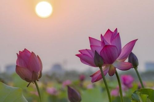 Sắp diễn ra Ngày hội Sen Huế 2023