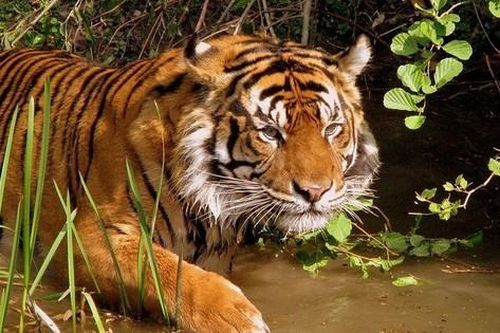 Thông tin mới về nghi vấn phát hiện dấu chân hổ ở Mộc Châu