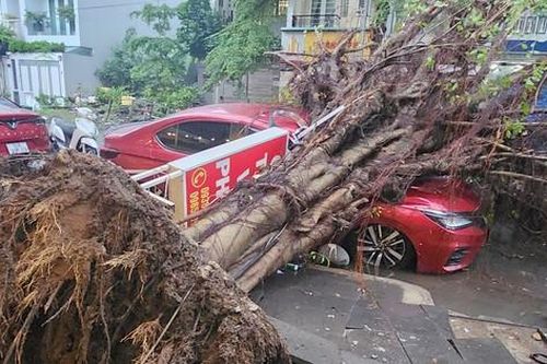 Cây si cao hơn 20m bật gốc, đè bẹp ô tô trong cơn mưa ở TPHCM