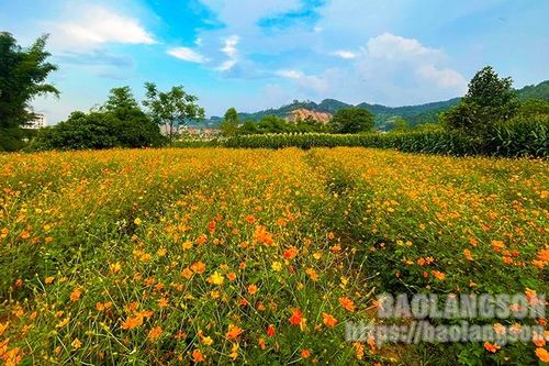 Rực rỡ sắc hoa giữa lòng thành phố Lạng Sơn