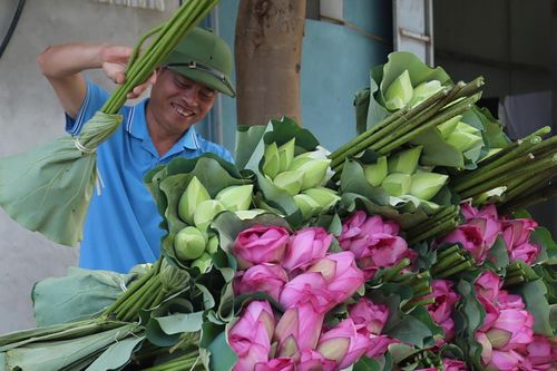Mùa hoa sen nở hái cả triệu bông, anh nông dân thu 8 tỷ đồng