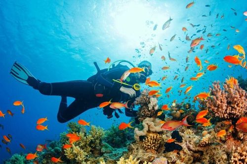 Báo nước ngoài ca ngợi Việt Nam là điểm đến tuyệt nhất cho tín đồ mê lặn biển