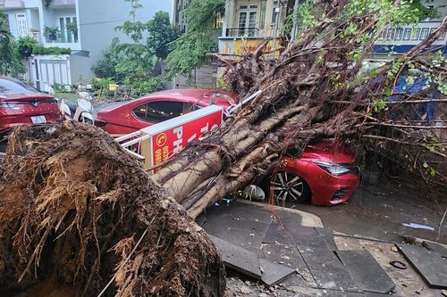 TP Hồ Chí Minh: Dông lốc làm hai cây xanh bật gốc đè lên ô tô và xe máy